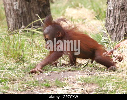 Sechs Monate altes Baby Bornean Orang-Utans (Pongo Pygmaeus) tun ein wenig erkunden Stockfoto