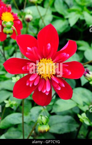 Dahlie Don hill Stockfoto