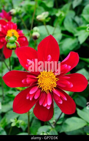 Dahlie Don hill Stockfoto