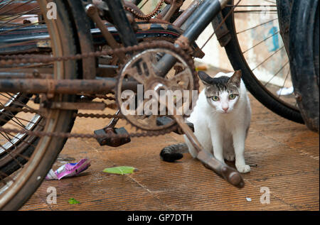 Das Bild der Katze und Fahrräder im Pali Village in Bandra Hill Road, Mumbai, Maharashtra, Indien Stockfoto