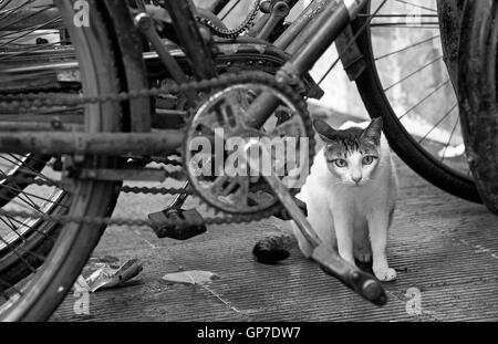 Das Bild der Katze und Fahrräder im Pali Village in Bandra Hill Road, Mumbai, Maharashtra, Indien Stockfoto