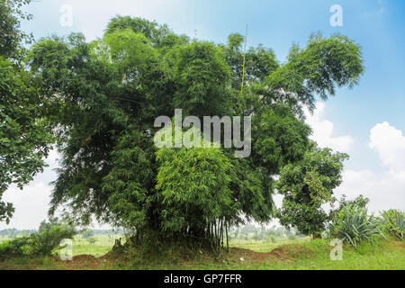 Bambus, Bastar, Chhattisgarh, Indien, Asien Stockfoto