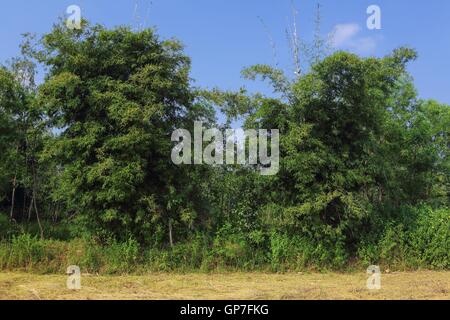 Bambus von Bastar, Chhattisgarh, Indien, Asien Stockfoto