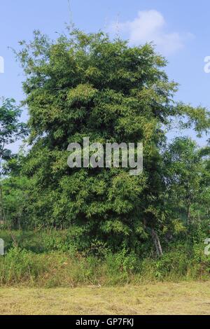 Bambus von Bastar, Chhattisgarh, Indien, Asien Stockfoto