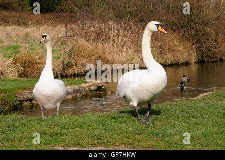 Ein paar Höckerschwäne, stehend auf einem Kanalufer mit Hälsen auf aggressive Weise (Cygnus Olor) angehoben. Stockfoto