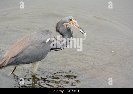 Dreifarbige Heron mit Köderfisch in der Nähe von Cartagena Stockfoto