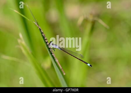 lila farbigen Damselfly ruht auf Schilf Stockfoto