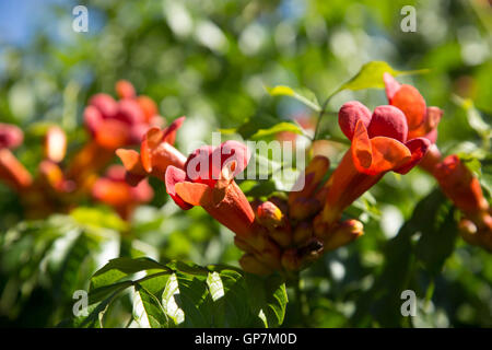 Campsis Radicans, die Trompete-Rebe Stockfoto