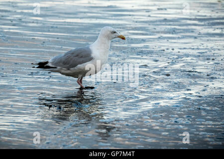 Vogel Seevogel Möwe Möwe am Strand. Im Wasser Stockfoto