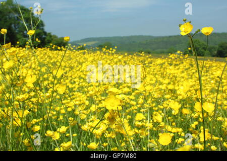 Tausende von Wiese Hahnenfuß (Ranunculus Acris) blühen in einer ungestörten Mähwiese Pentwyn Farm Nature Reserve, Penallt, Wales Juni Stockfoto