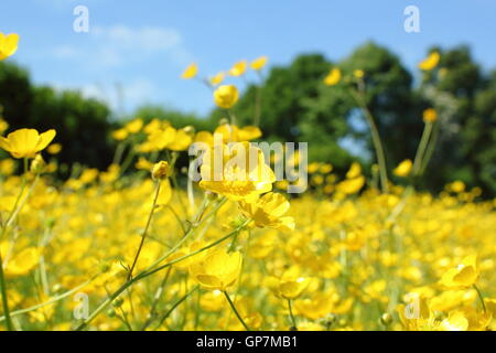 Tausende von Wiese Hahnenfuß (Ranunculus Acris) blühen in einer ungestörten Mähwiese Pentwyn Farm Nature Reserve, Penallt, Wales Juni Stockfoto