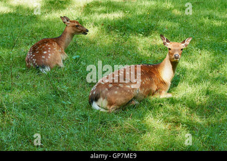 Zwei Hirsche Doe in einer offenen Wiese an einem Sommertag. Stockfoto