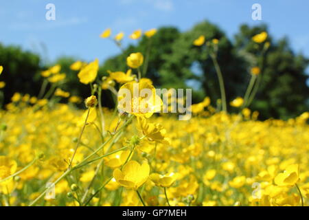 Tausende von Wiese Hahnenfuß (Ranunculus Acris) blühen in einer ungestörten Mähwiese Pentwyn Farm Nature Reserve, Penallt, Wales Juni Stockfoto