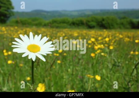 Ein Oxeye Daisy Blumen in einem traditionellen Arten reichen Wildblumenwiese an Pentwyn Bauernhof, Monmouthshire, Wales an einem sonnigen Junitag Stockfoto