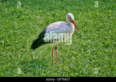 Erwachsenen Weißstorch zu Fuß auf dem Rasen Stockfoto