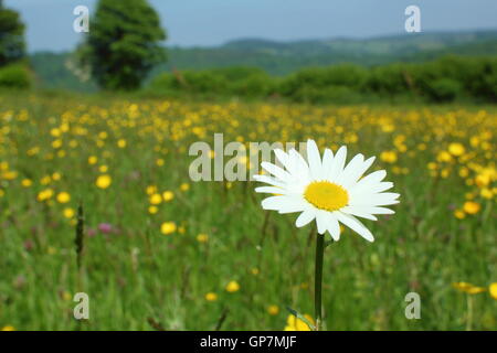 Ein Oxeye Daisy Blumen in einem traditionellen Arten reichen Wildblumenwiese an PentwyFarm, Monmouthshire, Wales an einem sonnigen Junitag Stockfoto