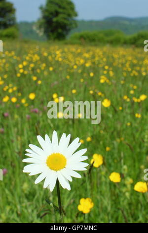 Ein Oxeye Daisy Blumen in einem traditionellen Arten reichen Wildblumenwiese in Pentwyn Farm, Penallt, Monmouthshire, Wales an einem sonnigen Junitag Stockfoto