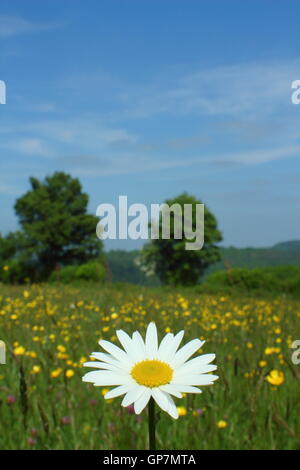 Ein Ochsen-Auge Daisy Blumen in einer traditionellen, Arten reichen Wildblumenwiese in der Nähe von Penallt, Monmouthshire, Wales, UK EU – Juni Stockfoto