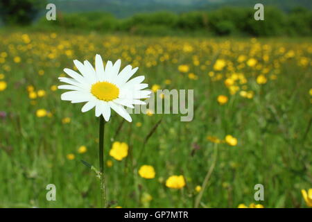 Ein Ochsen-Auge Daisy Blumen in einer traditionellen, Arten reichen Wildblumenwiese in der Nähe von Penallt, Monmouthshire, Wales, UK EU – Juni Stockfoto