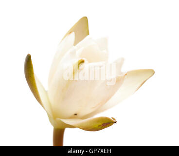 Zwerg-Seerose, kleine weiße Seerose auf Hite Hintergrund isoliert Stockfoto