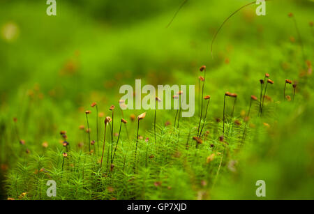 Polytrichum Moose Makro natürliche Weichzeichner Hintergrund Stockfoto