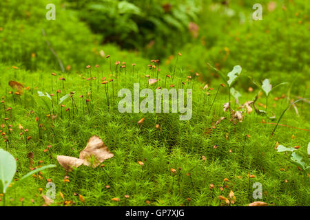 Polytrichum Moose Makro natürliche Weichzeichner Hintergrund Stockfoto