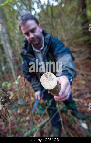 Nachweis der Asche Absterben auf junge Bäumchen im Elhampark Wood, Stelling Minnis, Kent. Stockfoto