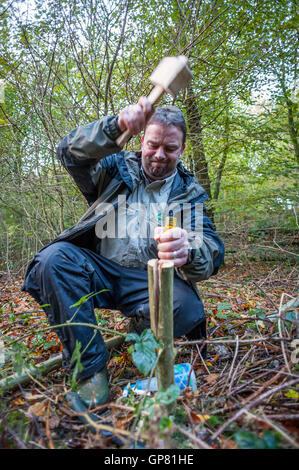 Nachweis der Asche Absterben auf junge Bäumchen im Elhampark Wood, Stelling Minnis, Kent. Stockfoto