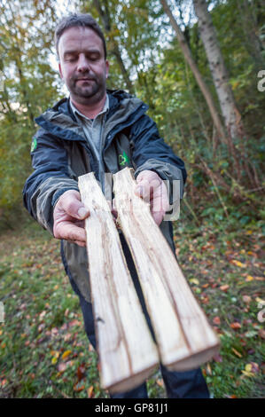 Nachweis der Asche Absterben auf junge Bäumchen im Elhampark Wood, Stelling Minnis, Kent. Stockfoto