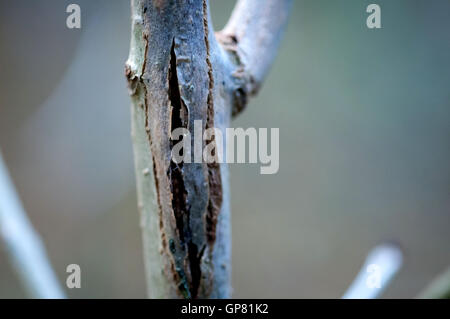 Nachweis der Asche Absterben auf junge Bäumchen im Elhampark Wood, Stelling Minnis, Kent. Stockfoto