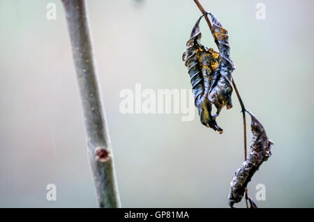 Nachweis der Asche Absterben auf junge Bäumchen im Elhampark Wood, Stelling Minnis, Kent. Stockfoto