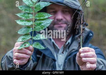 Nachweis der Asche Absterben auf junge Bäumchen im Elhampark Wood, Stelling Minnis, Kent. Stockfoto