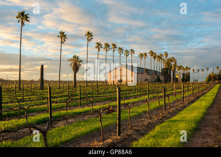 Einem Tanunda Weingut und Weinberg bei Sonnenuntergang im Barossa Valley in Australien Stockfoto