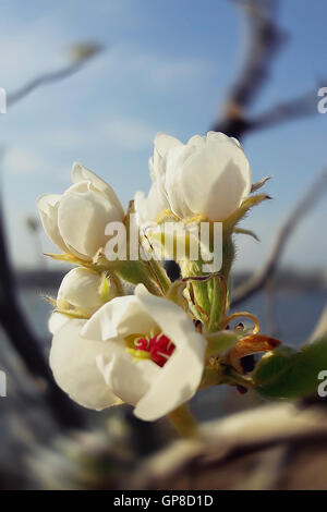Blüte Baum über Natur Hintergrund. Frühling Blumen Abbildung Stockfoto