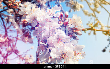 Kirschblüten über blauen Himmelshintergrund. Frühling Blumen und Blüten Stockfoto