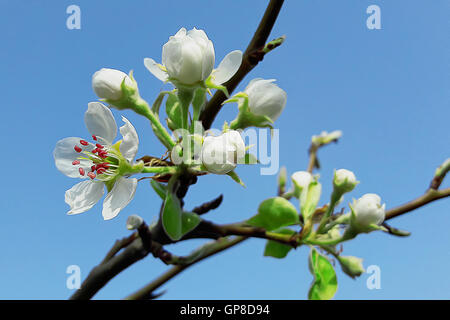 Schöne blühende Birne. Hintergrund mit Blumen an einem Frühlingstag. Stockfoto