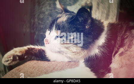 Gefleckte Land schlafende Katze. Süße Kätzchen ruhen Stockfoto