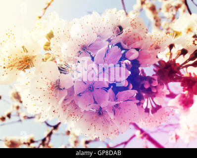 Kirschblüten über blauen Himmelshintergrund. Frühling Blumen und Blüten Stockfoto