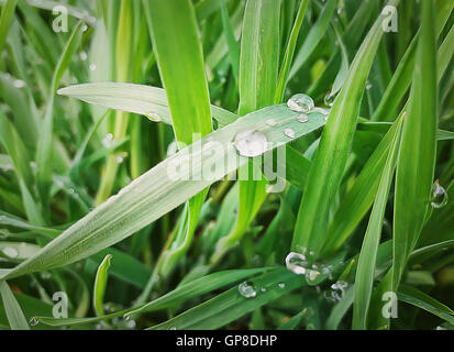 Illustration des frischen dicken Rasen mit Wasser fällt in den frühen Morgenstunden Stockfoto