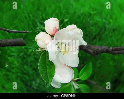 Schöner Baum Apfelzweig blühen über einen grünen Hintergrund. Spring blossom Stockfoto