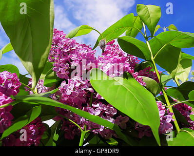 Zweig der lila lila Blüten mit grünen Blätter. Frühling-Abbildung Stockfoto