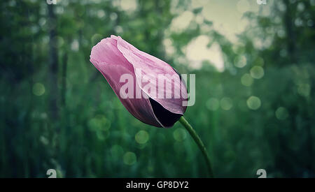 Close-up Abbildung einer einzelnen lila Blume auf der grünen Wiese Stockfoto