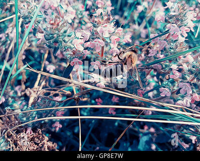 Abbildung einer Biene sammelt Nektar aus den Blüten im sonnigen Frühlingstag Stockfoto