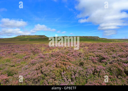 Heather Moor führt zu Carl Wark und Higger Tor auf Hathersage Moor, Peak District National Park, Sheffield, South Yorkshire England UK Stockfoto