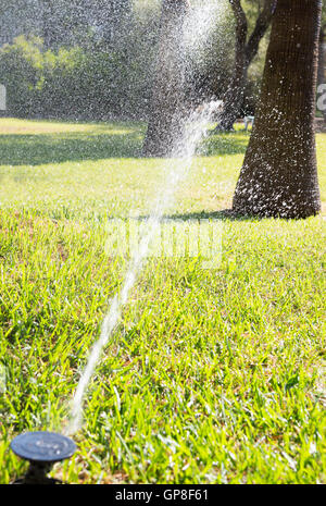 Automatische Rasensprenger Rasen bewässern Stockfoto