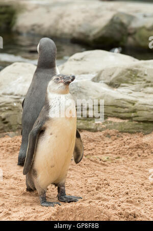 Junge Humboldt-Pinguin Stockfoto