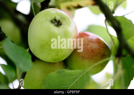 wunderschöne Apfelbaum Jane Ann Butler Fotografie JABP613 Stockfoto