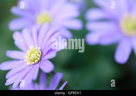 blaue Blanda, schöne Frühlingsblumen gänseblümchenartigen Jane Ann Butler Fotografie JABP1618 Stockfoto