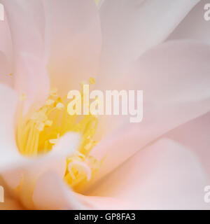 einen Vorgeschmack auf den Frühling mit einer großen, großzügige Kamelien-Blüte Jane Ann Butler Fotografie JABP480 Stockfoto