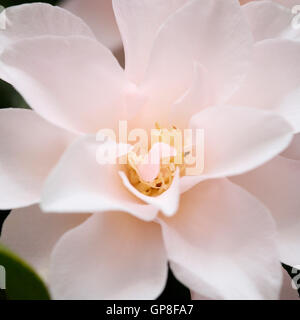 einen Vorgeschmack auf den Frühling mit einer großen, großzügige Kamelien-Blüte Jane Ann Butler Fotografie JABP479 Stockfoto